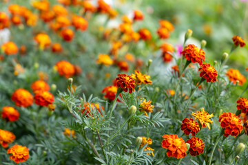 Bright marigold in the summer garden