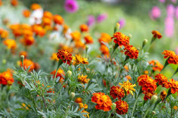 Bright marigold in the summer garden