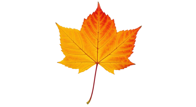 Isolated Fall maple leaf turns vibrant colors, a harbinger of the autumn season soon to come