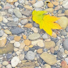 autumn leaves background