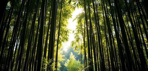 Fototapeta premium Serene sunlight filters through dense bamboo stalks, creating dappled shadows on the forest floor, organic, far east