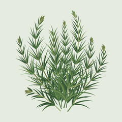 Fototapeta premium Tarragon Herb Illustration for Culinary and Herbal Ue