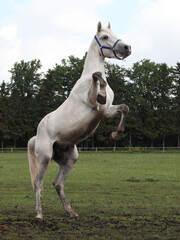 Beautiful white wild horse rearing up in nature background