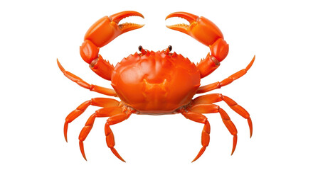 Isolated cooked red crab, a steamed crustacean delicacy, sea food item for gourmet meal plans