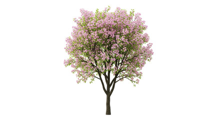 Naklejka premium Isolated blooming tree, floral springtime tree with pink flowers in full bloom, floral spring