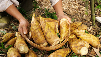 Freshly Harvested Yellow Bamboo Shoots in Wicker Basket from Alpine Mountain Farm