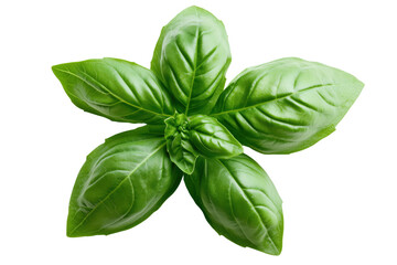 Fototapeta premium Fresh green basil leaves isolated on transparent background for culinary and herbal applications