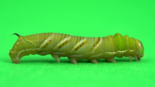 Close-up of a green caterpillar