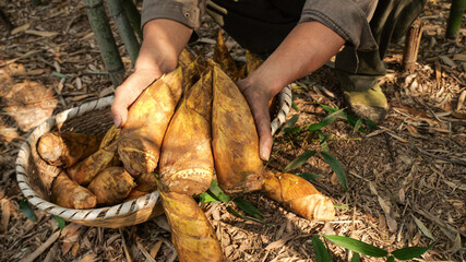 Large Fresh Bamboo Shoots Held in Hands Ready for Harvest from Alpine Forest Ground