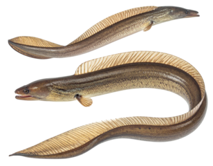 Eel Slithering Side Profile, Dynamic Motion, isolated