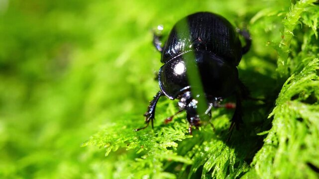 &ldquo;Forest Moss on the Woodland Floor: A Green Carpet of Life, Structure, and Ecological Importance&rdquo;