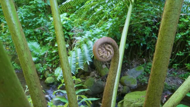 close up shot of a vibrant, young fern fiddlehead unfurling in a verdant Hawaiian botanical garden, surrounded by lush tropical foliage and the gentle flow of a stream. This footage captures the beaut