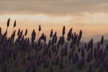Lavandas