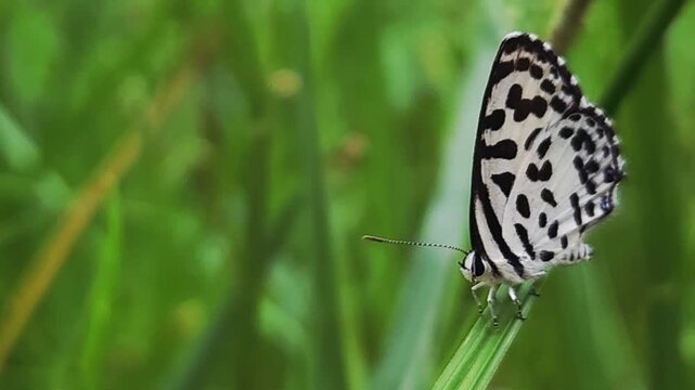Small black and white common Pierrot butterfly (Castalius rosimon) dances over blossoms in warm summer meadow