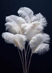 A close-up shot of six off-white ostrich feathers arranged against a dark background, showcasing their delicate texture and elegant form