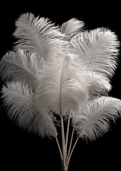 A cluster of pristine white ostrich plumes against a stark black background, elegantly arranged to showcase their delicate texture and length