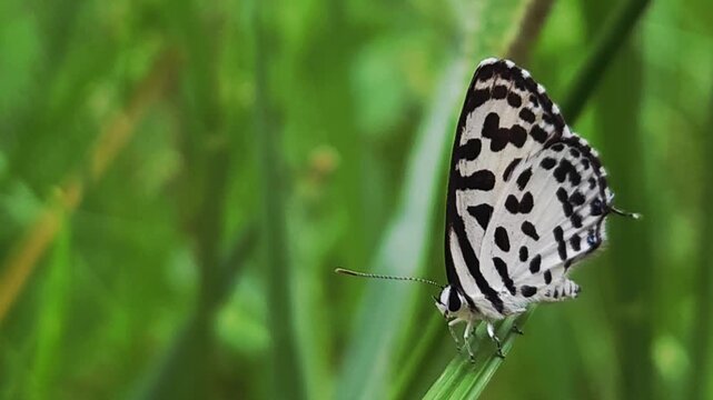 Small black and white common Pierrot butterfly (Castalius rosimon) dances over blossoms in warm summer meadow