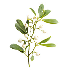 Obraz premium Close-Up Mistletoe Branch with White Berries for Festive Decor Ideas