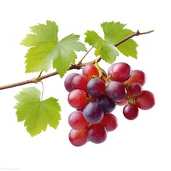 Fototapeta premium Fresh bunch of red grapes on vine twig isolated on white background for food and drink designs