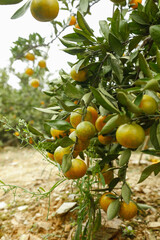 Fresh Orange Citrus Fruits Growing on Tree Branches During Harvest Season in Orchard Grove