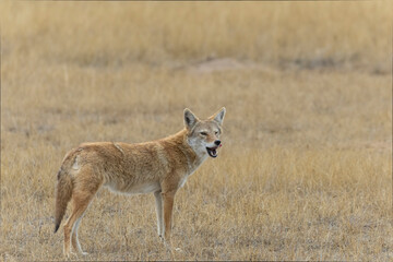 Coyote Hunting