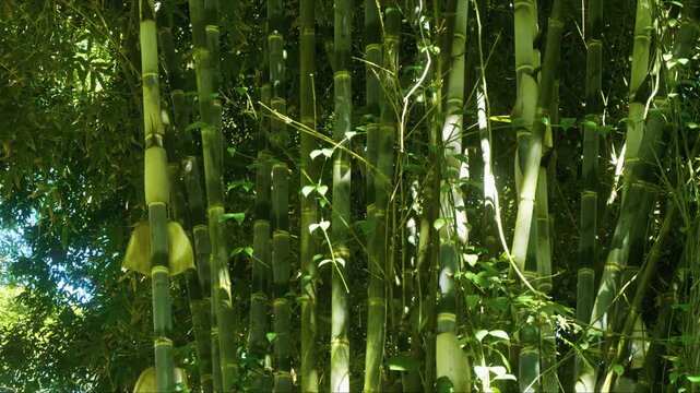 This footage captures the dense, towering green stalks and lush foliage, creating a tranquil and exotic natural backdrop, perfect for projects seeking a peaceful, tropical, or Asian-inspired aesthetic