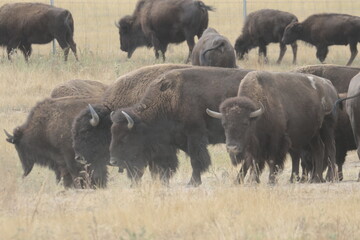 American Bison