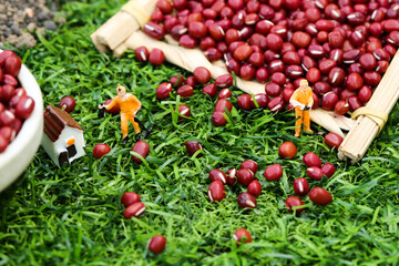 Tiny Workers Harvesting Red Beans - Creative Miniature Food Photography Scene
