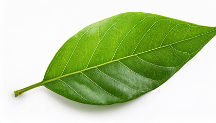 Single Fresh Green Leaf Isolated On White Background For Nature
