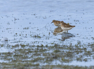 Pair of Killdeer Fishing