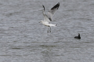 Seagull in Flight