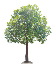 Tree isolated on white background with clipping paths for garden design.