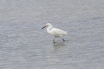 Snowy Egret Fishing