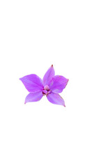 Purple Orchid Flower with Gradient Petals on White Background