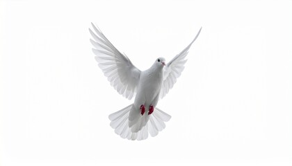 white dove isolated on white