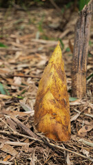 Fresh Bamboo Shoot Sprouting from Forest Floor in Natural Woodland Environment