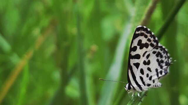 Small black and white common Pierrot butterfly (Castalius rosimon) dances over blossoms in warm summer meadow