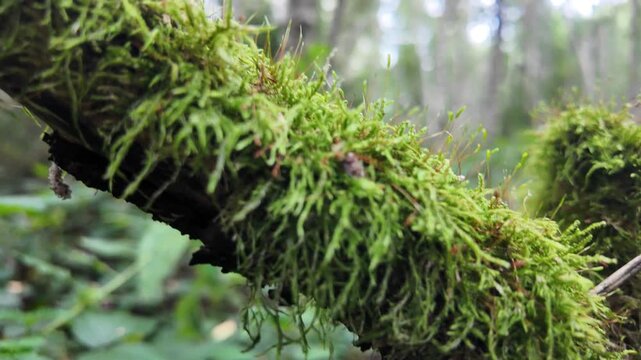 &ldquo;Forest Moss on the Woodland Floor: A Green Carpet of Life, Structure, and Ecological Importance&rdquo;