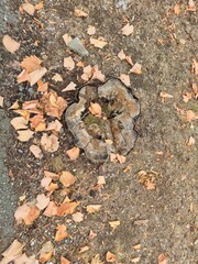 Tree stump with autum leafes