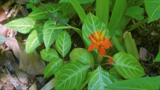 Close up footage showcasing the stunning orange red bloom of a Fiery Spike Aphelandra aurantiaca plant, nestled amongst lush green foliage within a serene botanical garden in Hawaii. This tropical bea