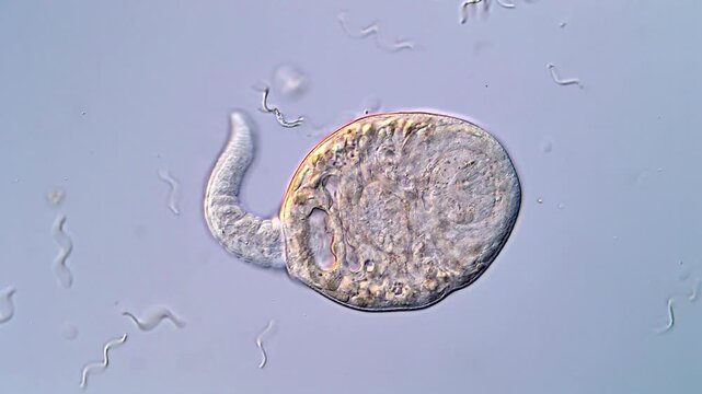 Trematodes Larvae Swimming Under 4K Microscope Lens