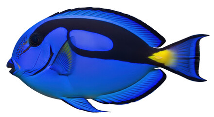 Isolated Regal Tang Swimming, a Blue Tang Fish with Black and Yellow Markings, Close-Up View © Sergiu