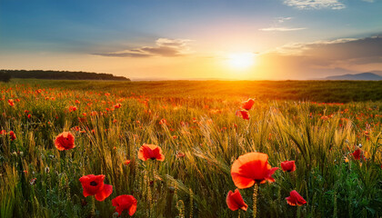 Red Poppy Flower Green Grass Field Sunset Sky Warm Light Peaceful Nature Scene
