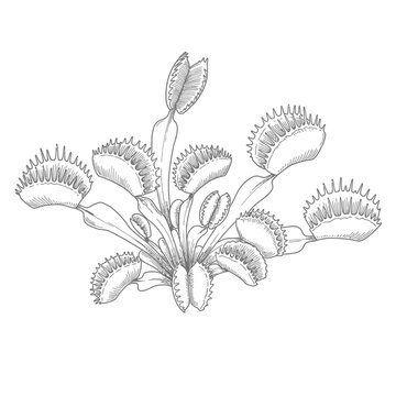 Detailed black and white botanical illustration of a carnivorous Venus flytrap plant, Dionaea muscipula, with open traps