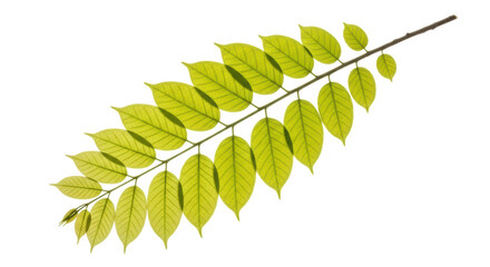 Isolated Twig with Green Leaves, Natural Stem, Young Leaflets, Tropical Plant, Fresh Foliage
