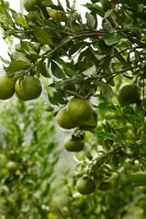 Fresh Green Citrus Fruits Growing on Tree Branches Ready for Harvest Season