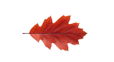 Isolated Oak Leaf Vivid Red Color Beautifully Detailed Autumn Leaf Against Transparent Backdrop