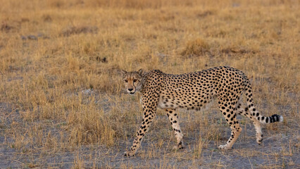 Cheetah in Okavango Delta, Botswana