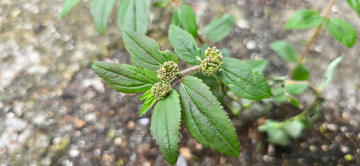 Matted sandmat and Tamalaki (Hazardana) weed that grows on the ground. Euphorbia serpens is herbaceous weed growing on the ground. Leaves are oblong to linear. Stems are red, glabrous or with short, 
