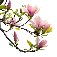 Obraz premium pink mangolia lili flora flowers and buds ona bra